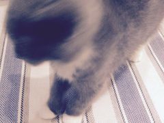 -喵的天空名猫咖啡馆·撸猫·猫舍·用品