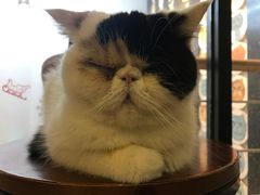-萌喵宠狗爱心宠咖