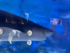 -烟台海昌鲸鲨海洋公园