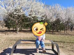 -永定河休闲森林公园