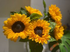 -亭亭鲜花店(中山北路店)