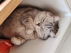 -御宝贝·A梦猫科宠物医院(国际猫友好医院)