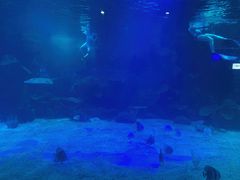 -石家庄海洋公园