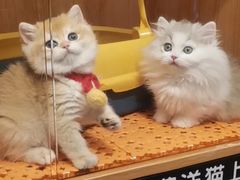 -欣宠猫屋·矮脚拿破仑·蓝金金渐层