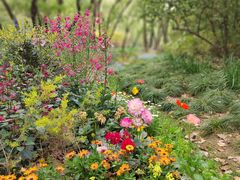 -上海共青森林公园