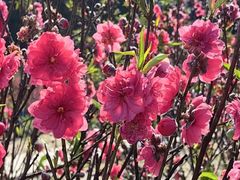 -南国桃园旅游度假区