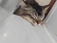 -共舞时光猫咖·狗咖(新街口店)