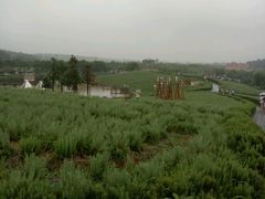 -大塘金香草谷