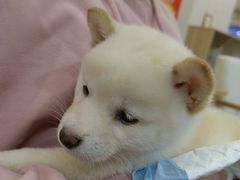 -柴犬小屋·柴餐厅·狗咖食堂(金鼎广场店)