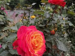 -人民公园(罗湖区)