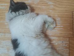 -蔡伯糯米猪肠