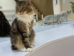 -COLOR PETS 撸猫馆·购猫·猫咖(长风大悦城店)