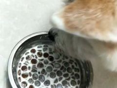 -瑞鹏宠物医院·骨科·猫科·内科(第一中心)