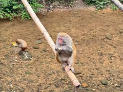 -西双版纳原始森林公园