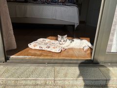 -小猫来了·猫舍(红山六九七九店)