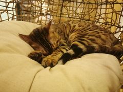 -猫腻·猫咖·撸猫馆(星光大道店)