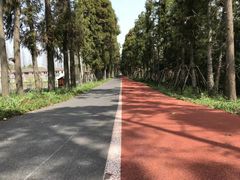 -上海长兴岛郊野公园