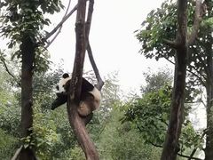 -都江堰中华大熊猫苑
