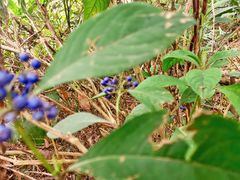 -黄埔油麻山森林公园