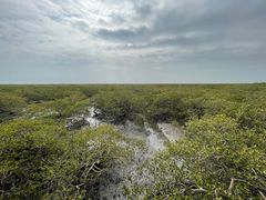 -北海金海湾红树林生态旅游区
