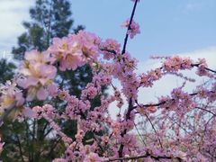 -白水寺森林公园