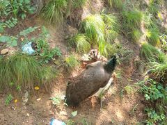 -西霞口神雕山野生动物世界