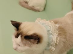 -怪兽屋·羊驼·猫咖·狗咖(俊华广场店)