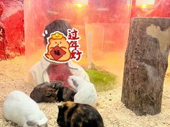 -上海大自然野生昆虫馆(东方明珠·爬宠昆虫探索中心)