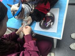 -伟伟宠物医院·CT影像中心·瑞派犬猫综合性门诊(汉口总院)