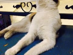 海妖酒吧-Sirena海妖日咖夜酒