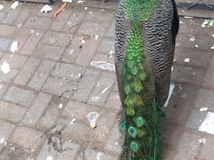 -长白岛森林公园