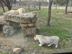 -上海野生动物园