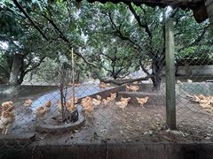 -满記土窑烧鷄波浪山莊