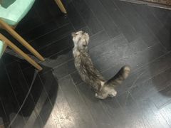 -猫色咖啡·猫咖