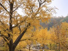 -遵化市禅林寺古银杏风景园