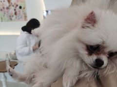 -共舞时光猫咖·狗咖(新街口店)