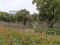 -观澜湖生态运动公社