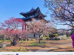-梅花山(明孝陵内)