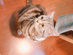 -李小姐の猫咖啡馆(五角场店)