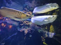 -华夏文旅海洋公园