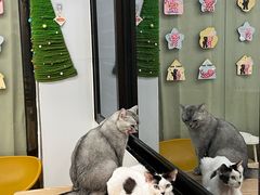 -有喵·猫咖·狗咖·30几只猫10只小狗(岗厦店)
