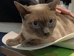 -瑞派·关忠动物医院·异宠专科·犬猫肿瘤·皮肤专科(望京店)