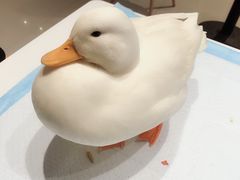 -RU DUCK柯尔鸭公社·撸鸭俱乐部·羊驼·小香猪
