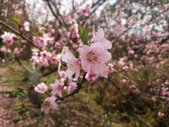 -秀丽东方