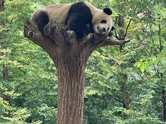 -都江堰中华大熊猫苑
