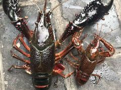 -笔墨纸虾之烧烤海鲜虾尾(好爱广场店)