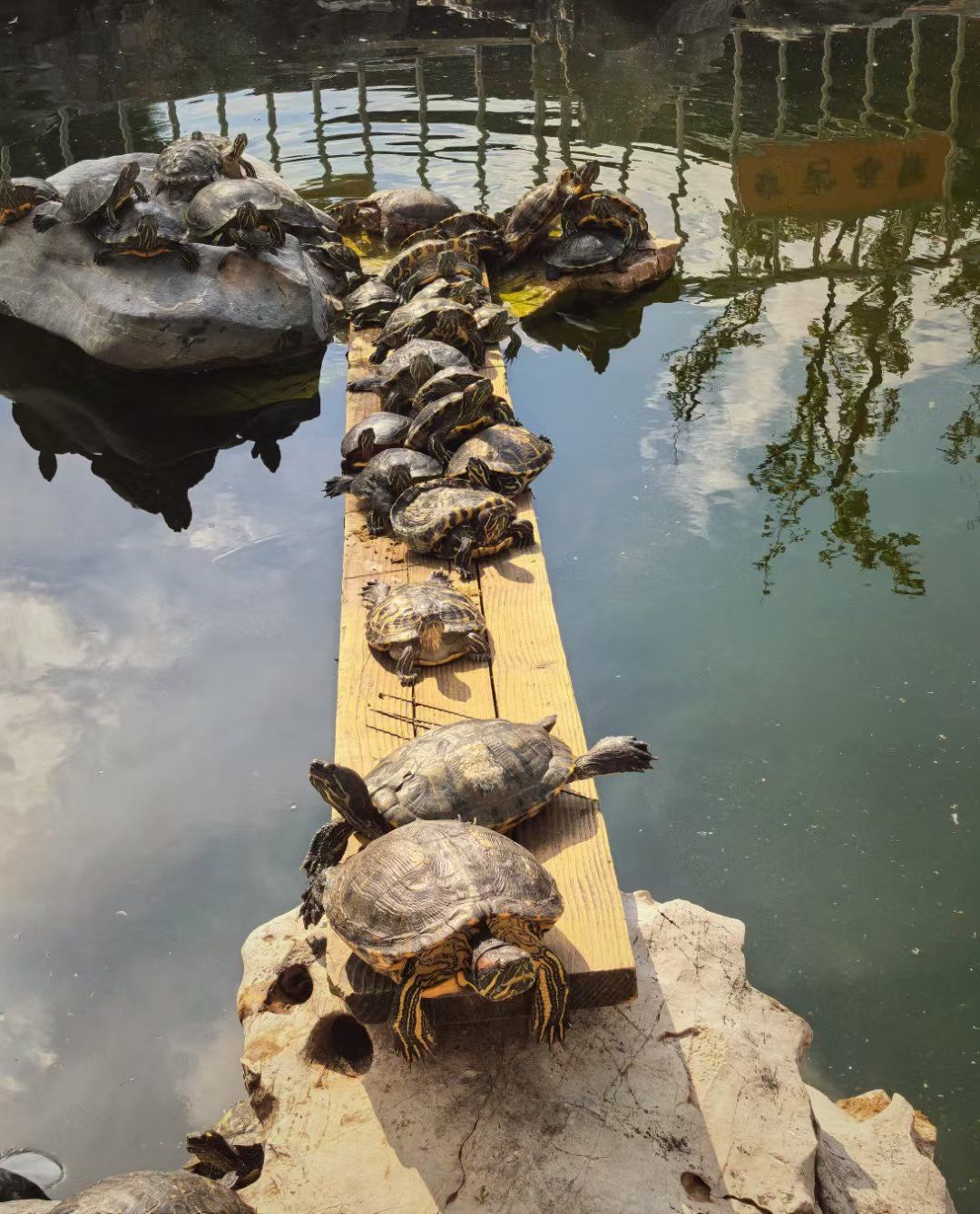 龟龟都爱晒太阳