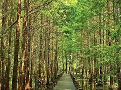 -桤木河湿地公园