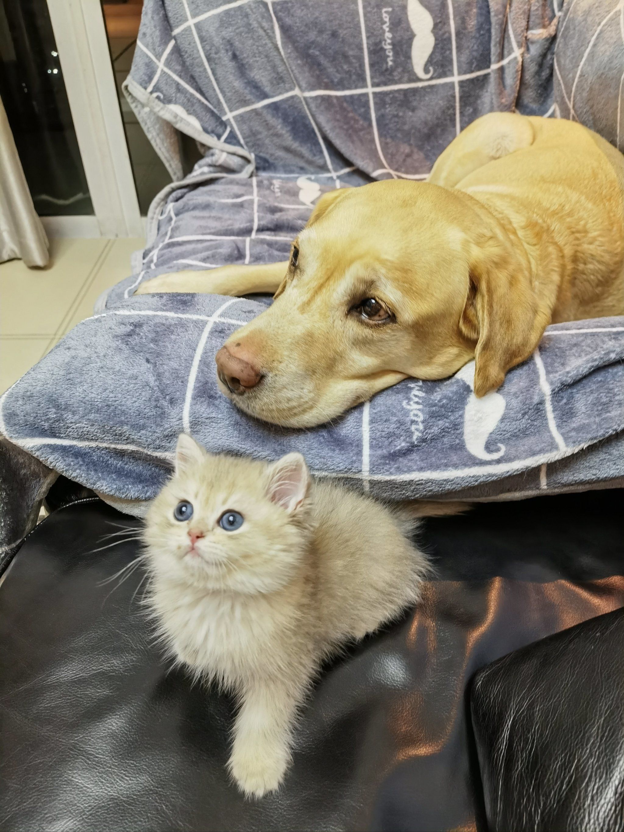 猫肥家润 狗壮家旺