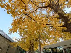 -三里屯东五街银杏大道